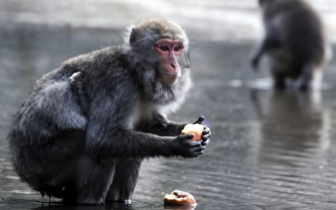 The 100th Monkey Effect: What Ripple Will You Spread?