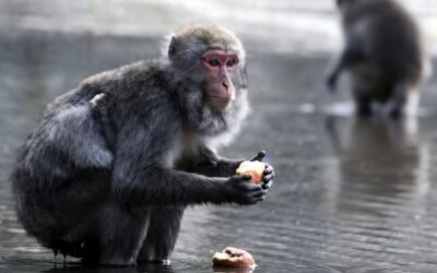 The 100th Monkey Effect: What Ripple Will You Spread?